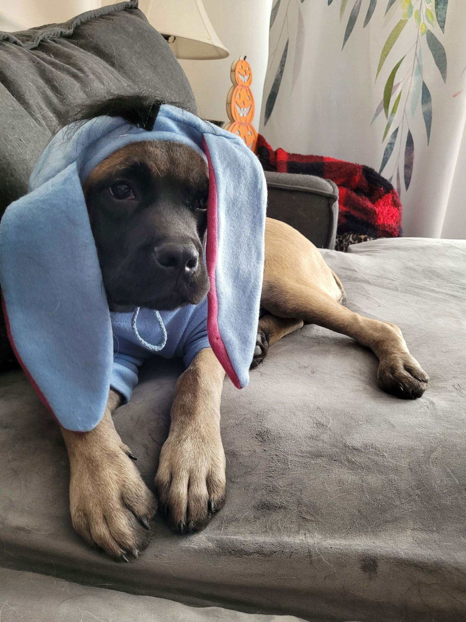 Enlarge Hazelnut *Available 11/16/23*, a Adopted Mastiff in Chambersburg, PA image 1/3