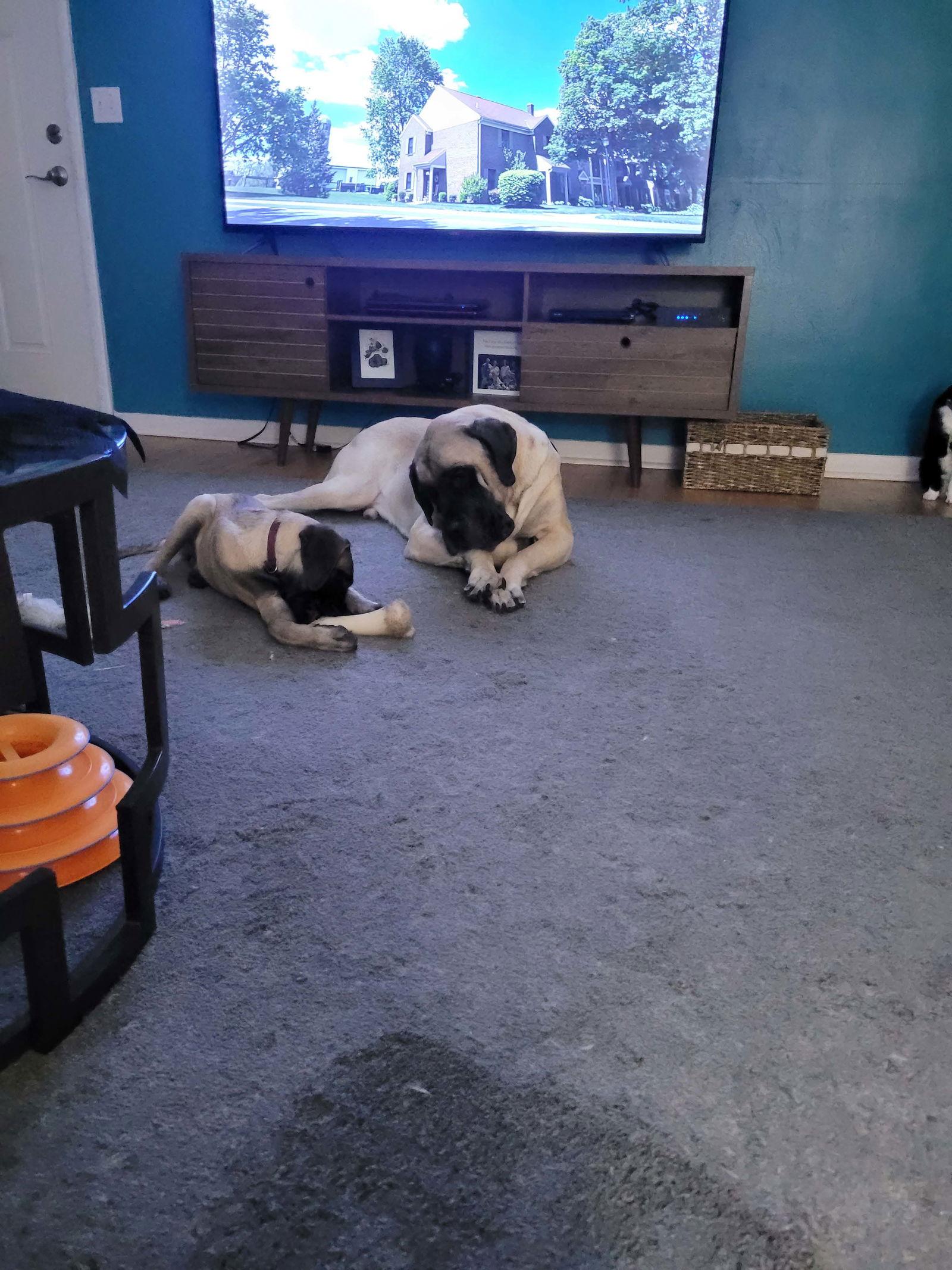 Enlarge Hazelnut *Available 11/16/23*, a Adopted Mastiff in Chambersburg, PA image 3/3