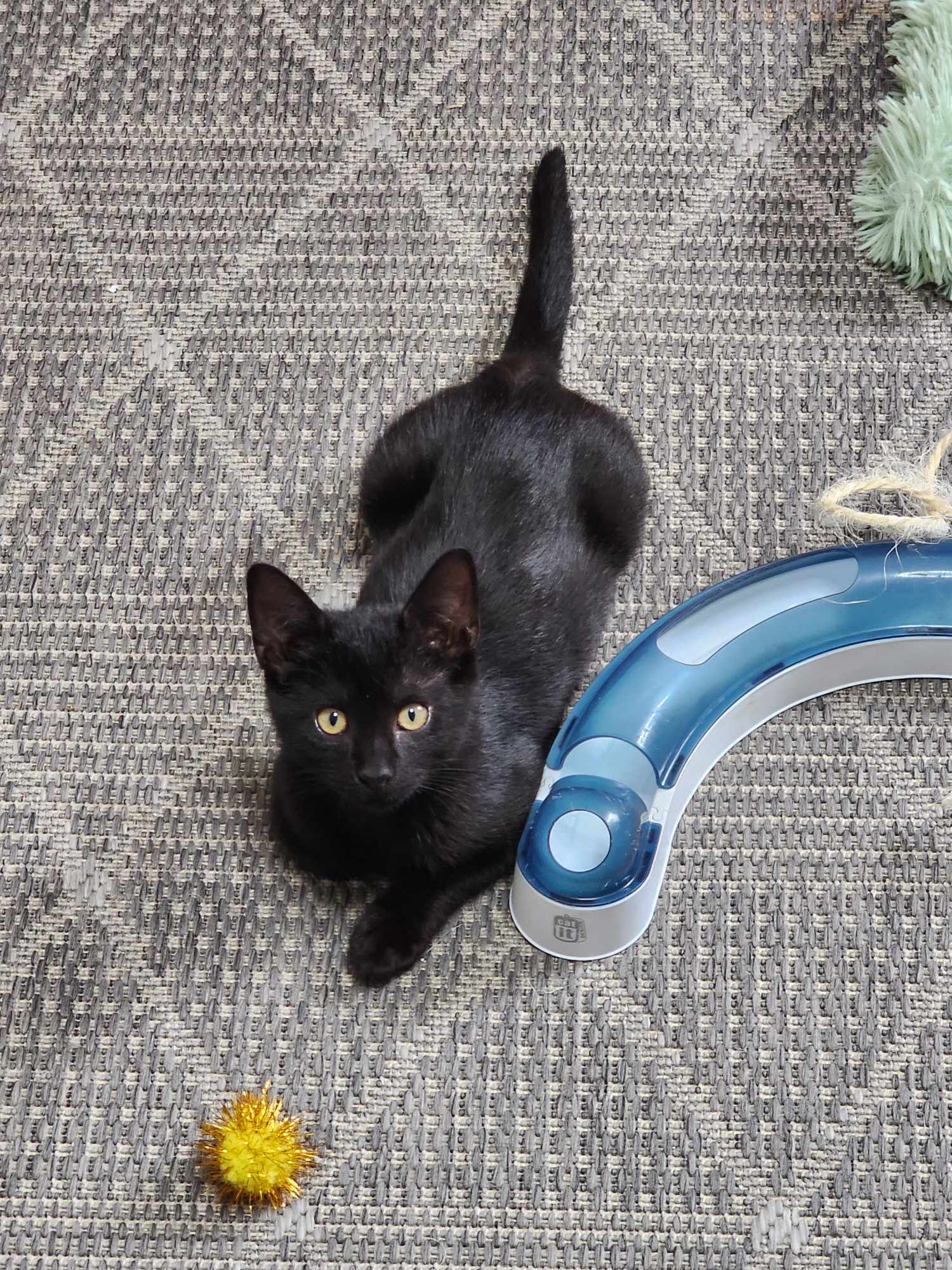 Donovan =^.^=, an adoptable Domestic Short Hair in Jacksonville, FL, 32206 | Photo Image 4