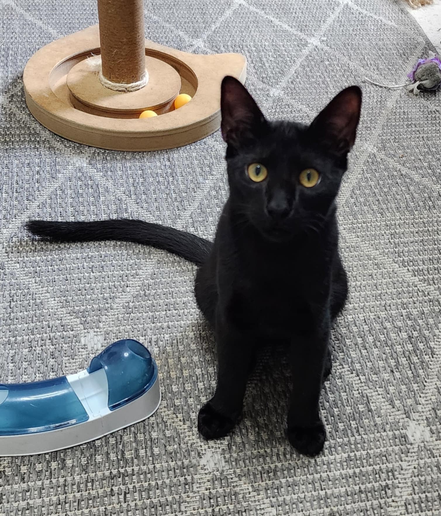 Donovan =^.^=, an adoptable Domestic Short Hair in Jacksonville, FL, 32206 | Photo Image 3