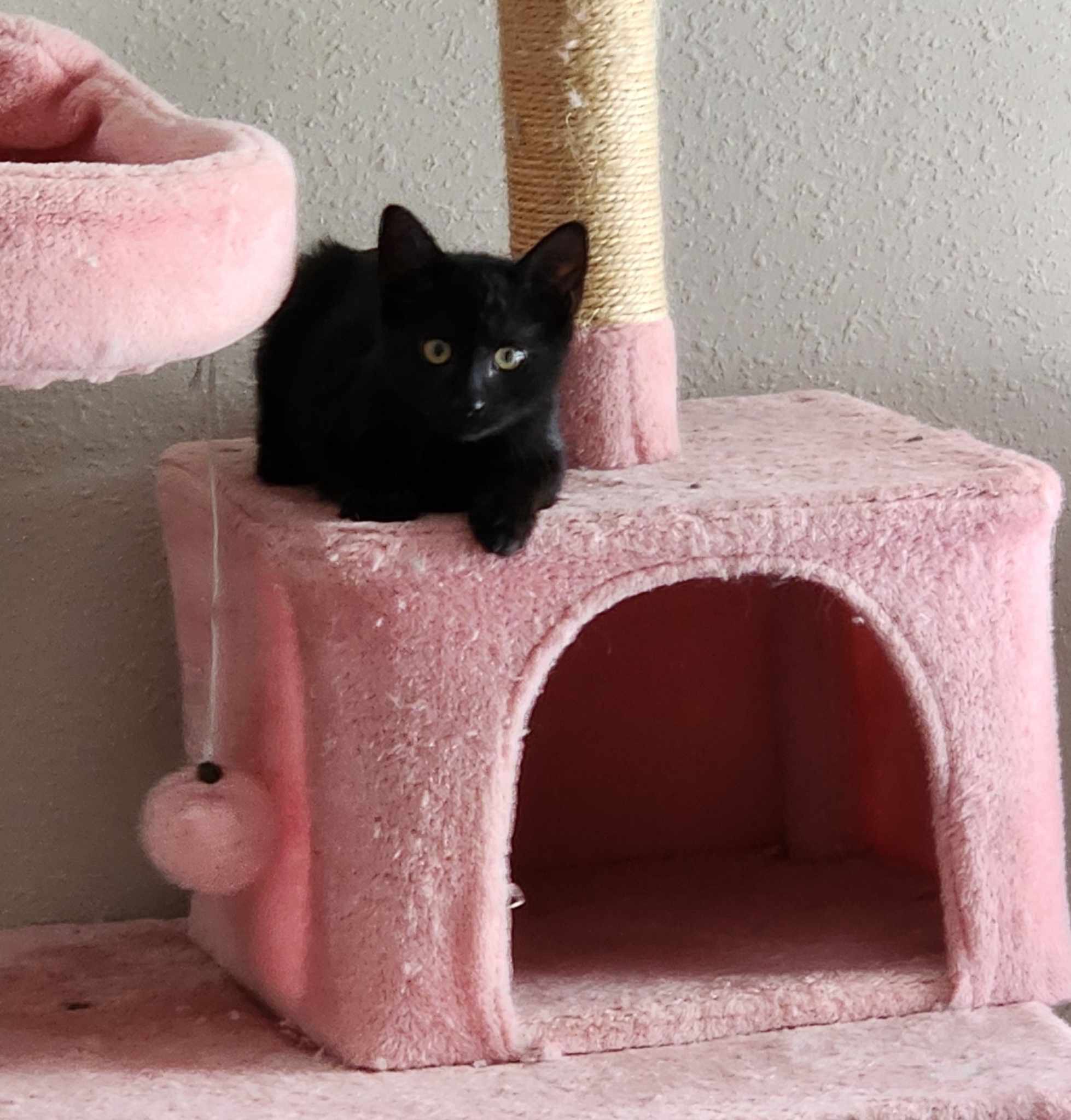 Donovan =^.^=, an adoptable Domestic Short Hair in Jacksonville, FL, 32206 | Photo Image 2