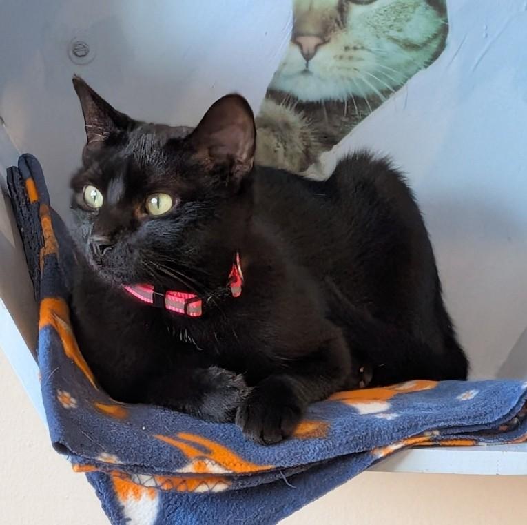 ZENA, Adoptable, Young Female Domestic Short Hair.
