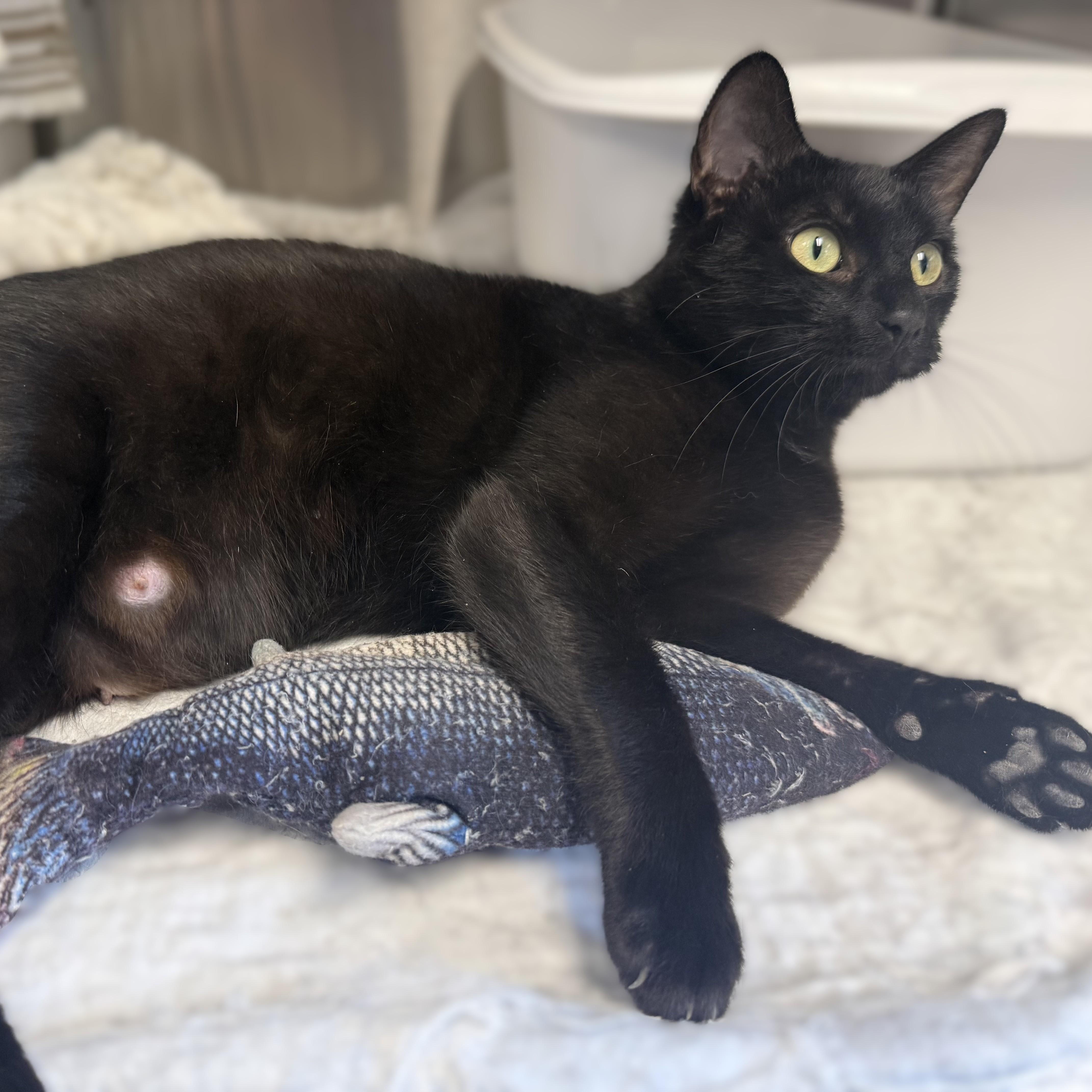 ZENA, a ADOPTABLE Domestic Short Hair in La Crescent, MN image 2/2