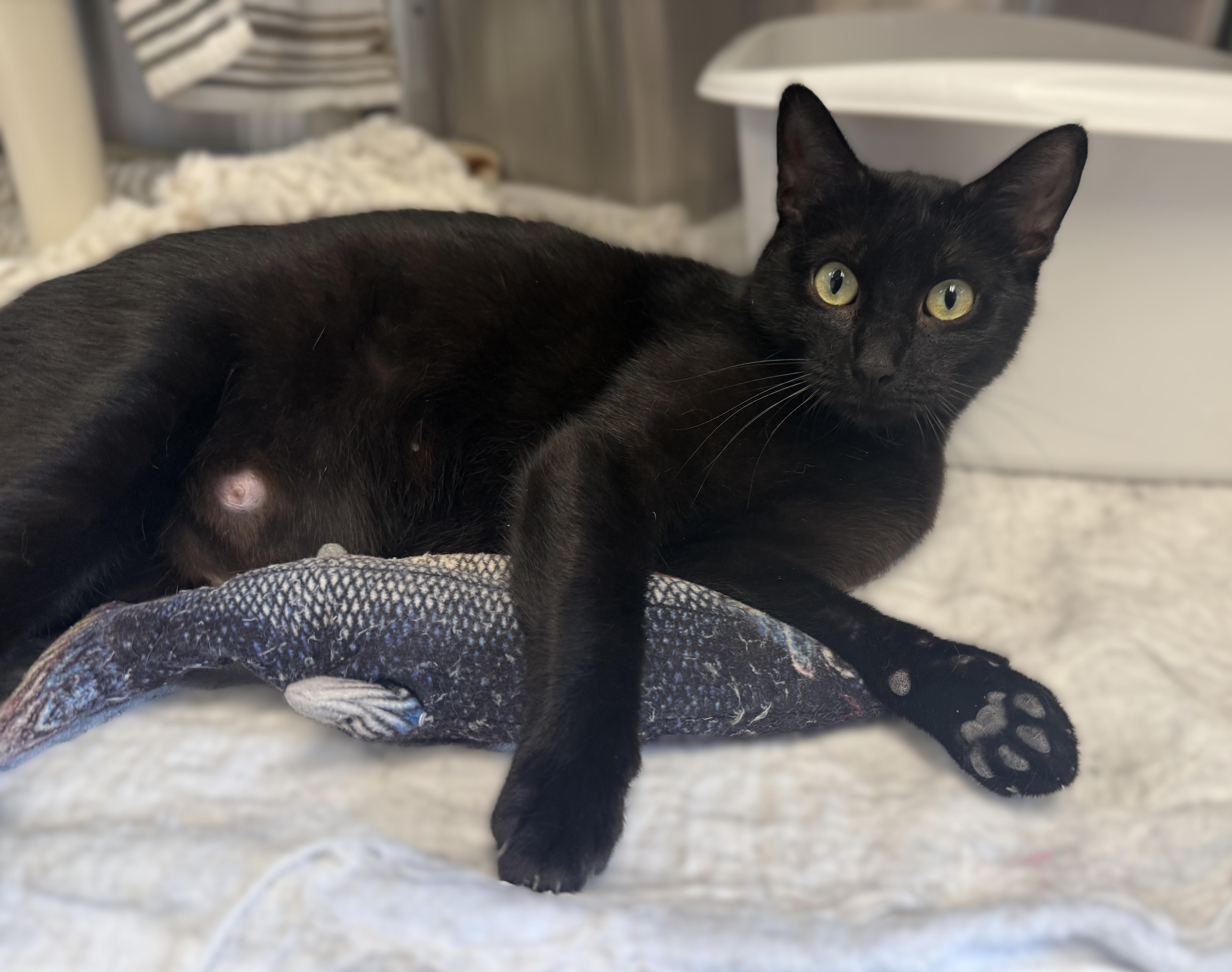 ZENA, ADOPTABLE, Young Female Domestic Short Hair.