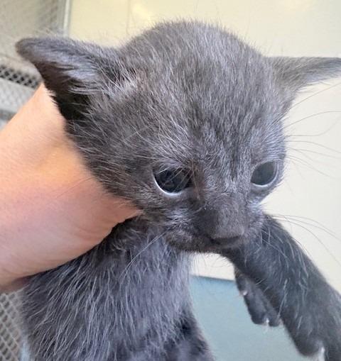 Lana, Adoptable, Kitten Female Domestic Short Hair.