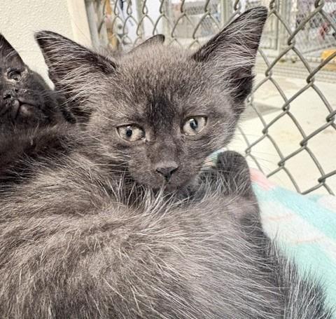 Enlarge Lana, a Adoptable mixed breed in Ogdensburg, NY image 3/3