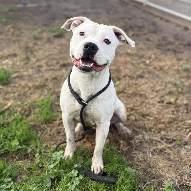 MIKLO, Adoptable, Young Male Pit Bull Terrier.