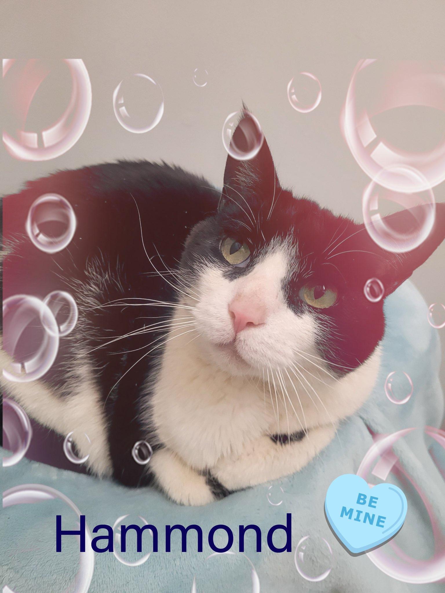 Matisse & Hammond, a Adoptable Applehead Siamese in Charlotte, NC image 1/4