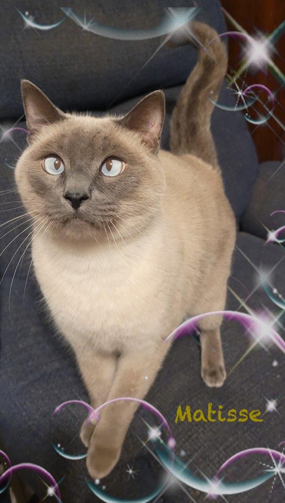 Matisse & Hammond, a Adoptable Applehead Siamese in Charlotte, NC image 2/4