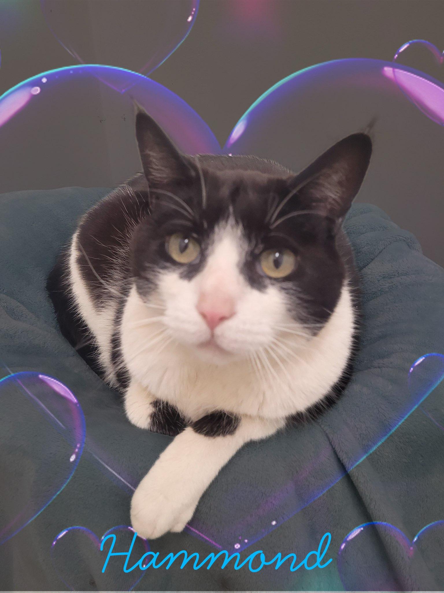 Matisse & Hammond, a Adoptable Applehead Siamese in Charlotte, NC image 3/4