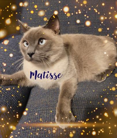 Matisse & Hammond, a Adoptable Applehead Siamese in Charlotte, NC image 4/4