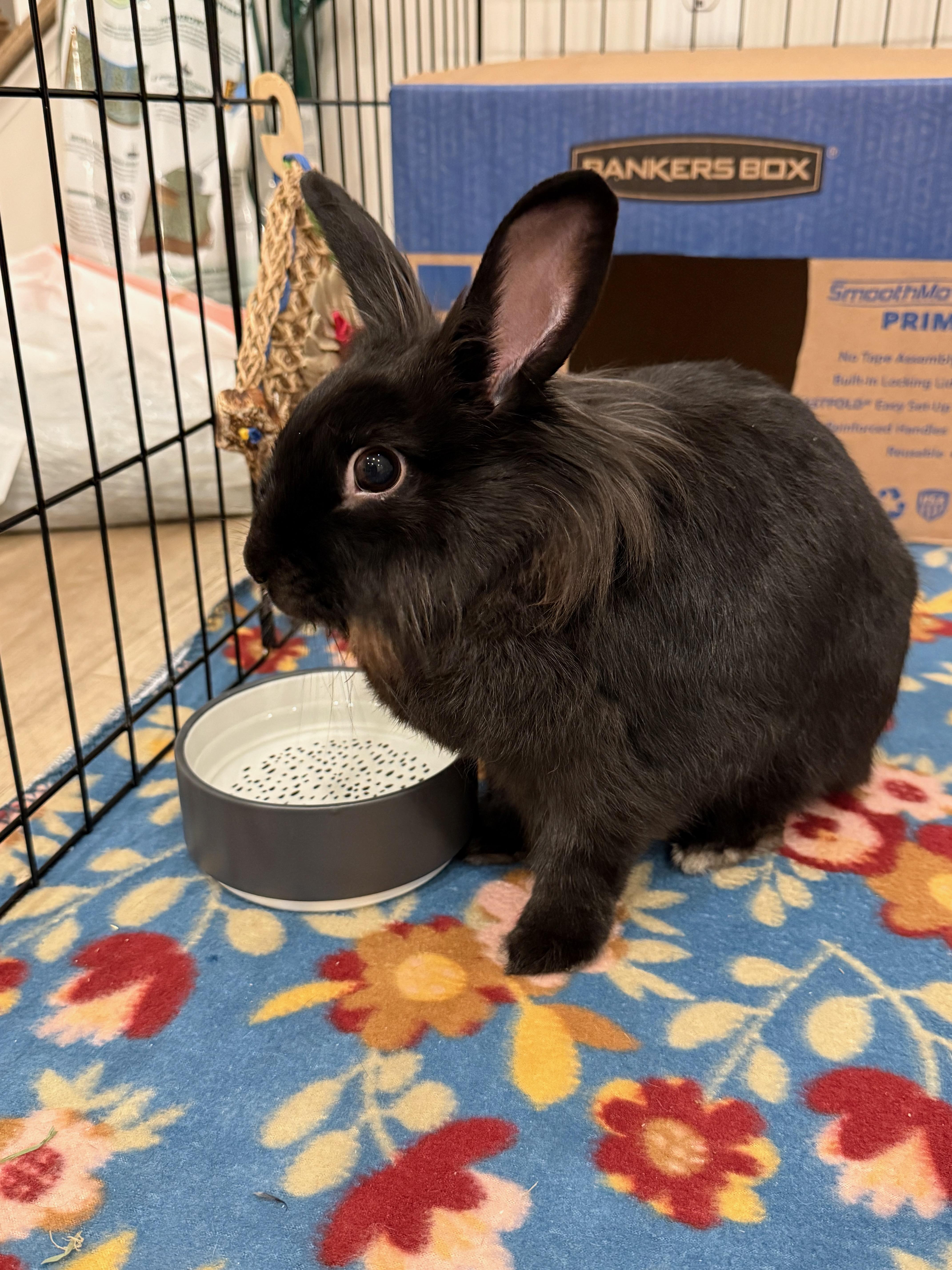 Enlarge River, a Adoptable Lionhead in Philadelphia, PA image 2/2