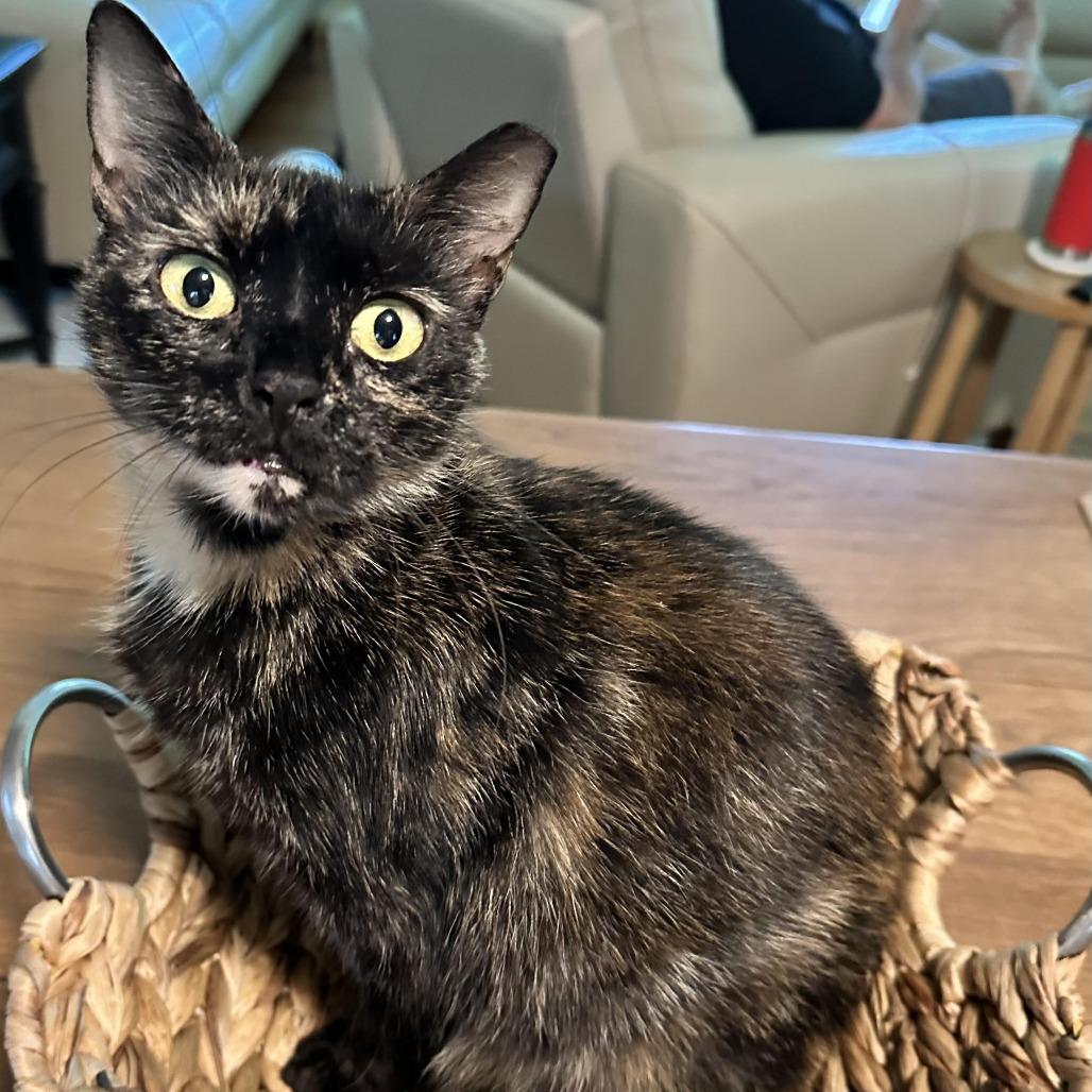 KiKi, Adoptable, Adult Female Domestic Short Hair.