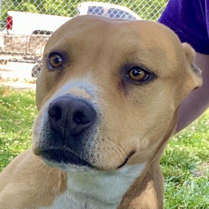 Molly, ADOPTABLE, Adult Female Pit Bull Terrier.