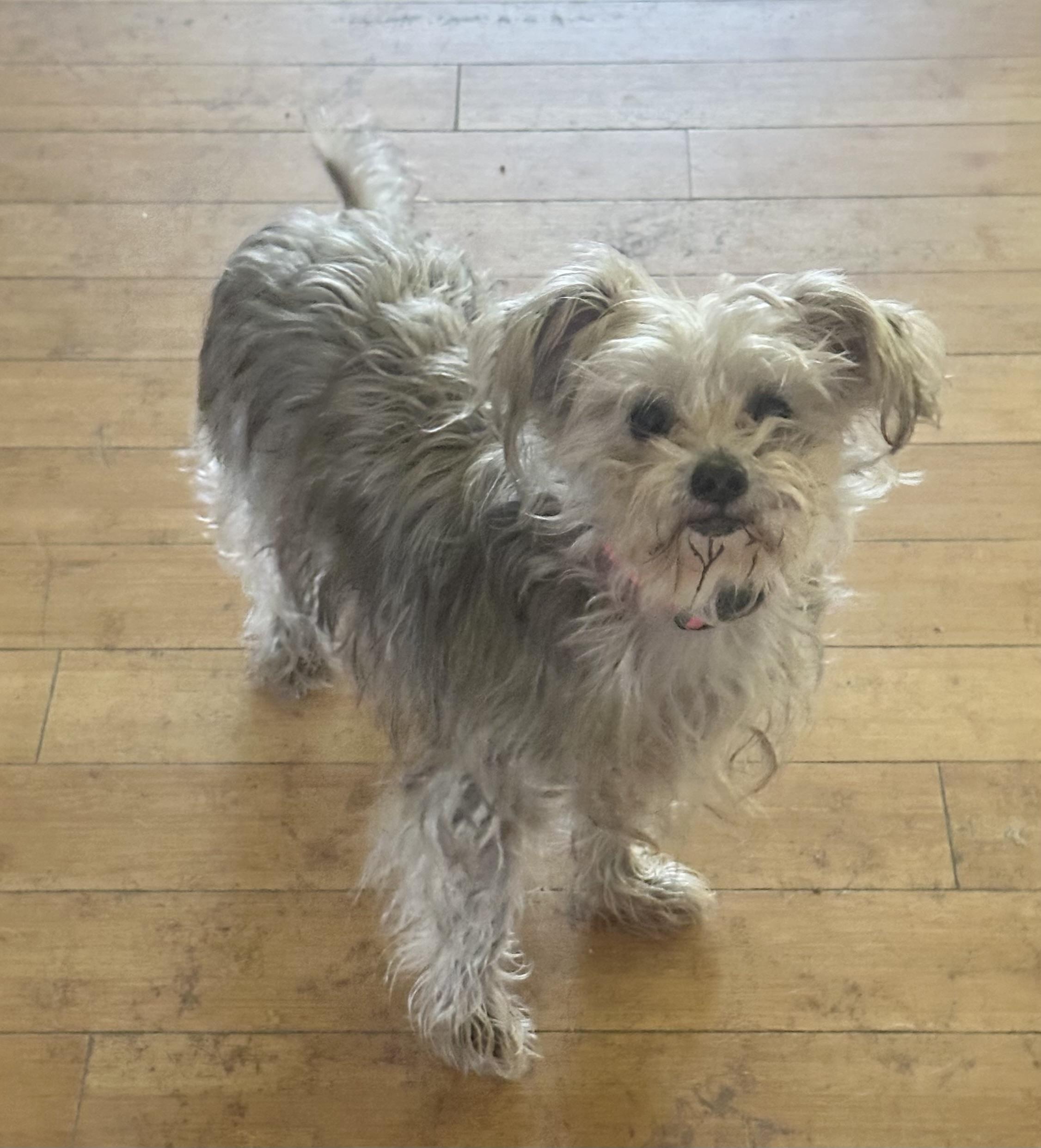 Ellie, a Adopted mixed breed in Bellingham, WA image 2/4