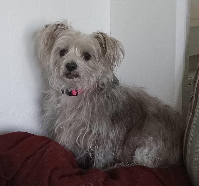 Ellie, a Adopted mixed breed in Bellingham, WA image 1/4