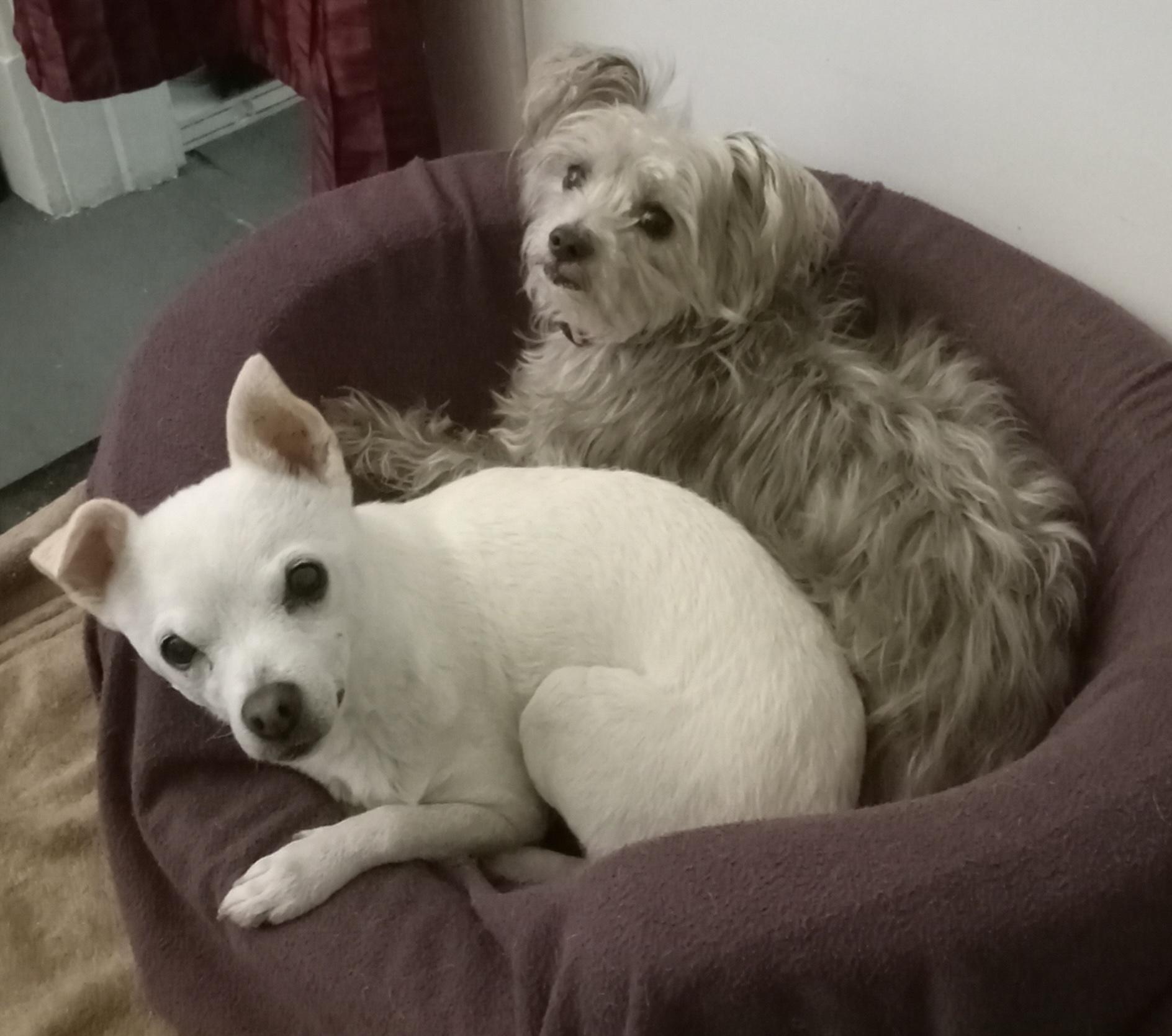 Ellie, a Adopted mixed breed in Bellingham, WA image 4/4