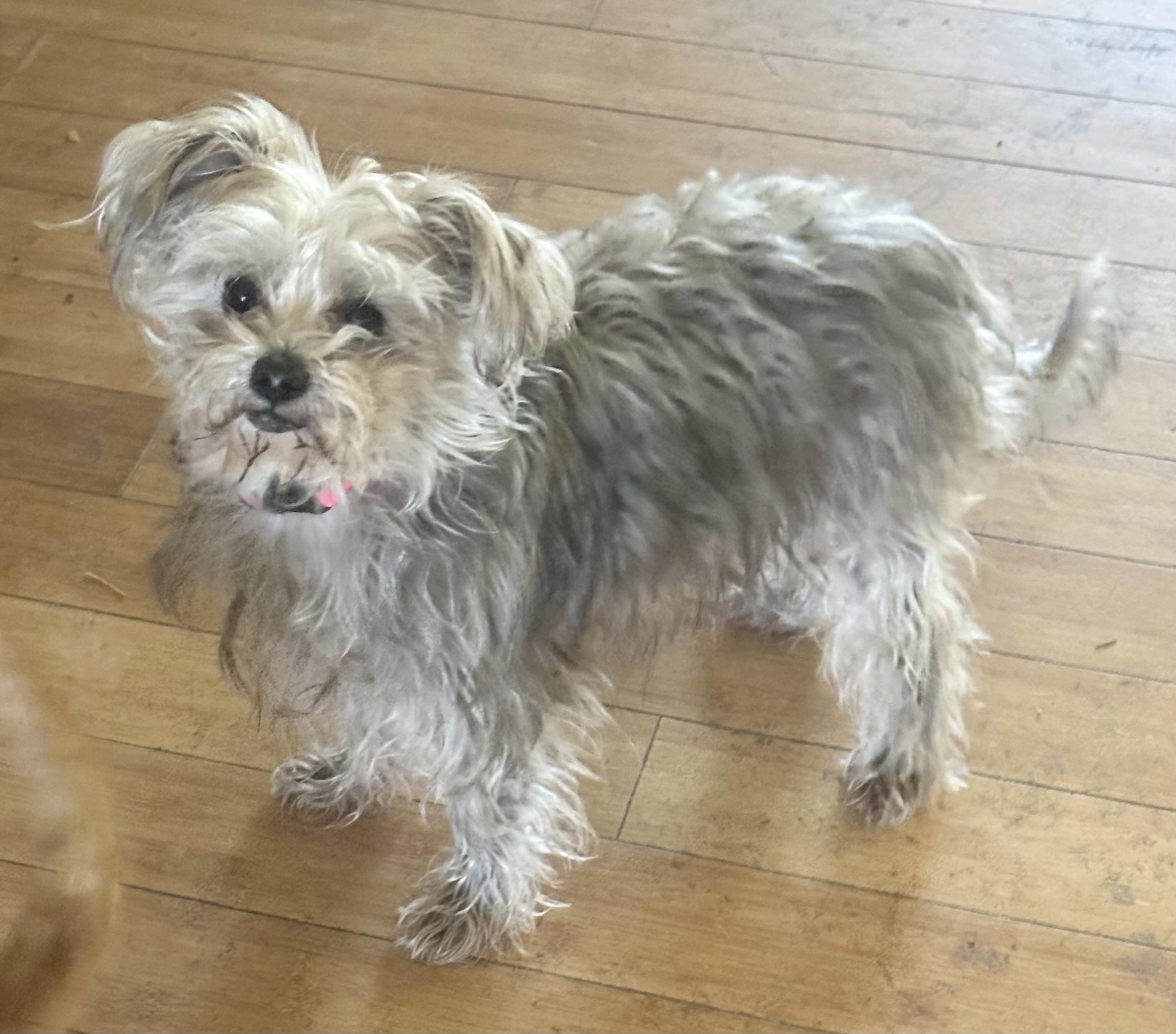 Ellie, a Adopted mixed breed in Bellingham, WA image 3/4