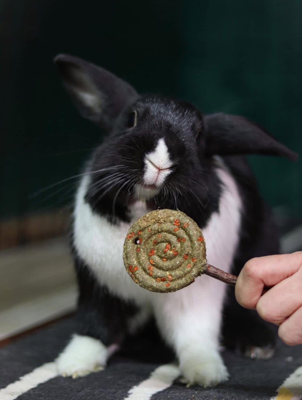 Pez, Adopted, Adult Male Dutch.