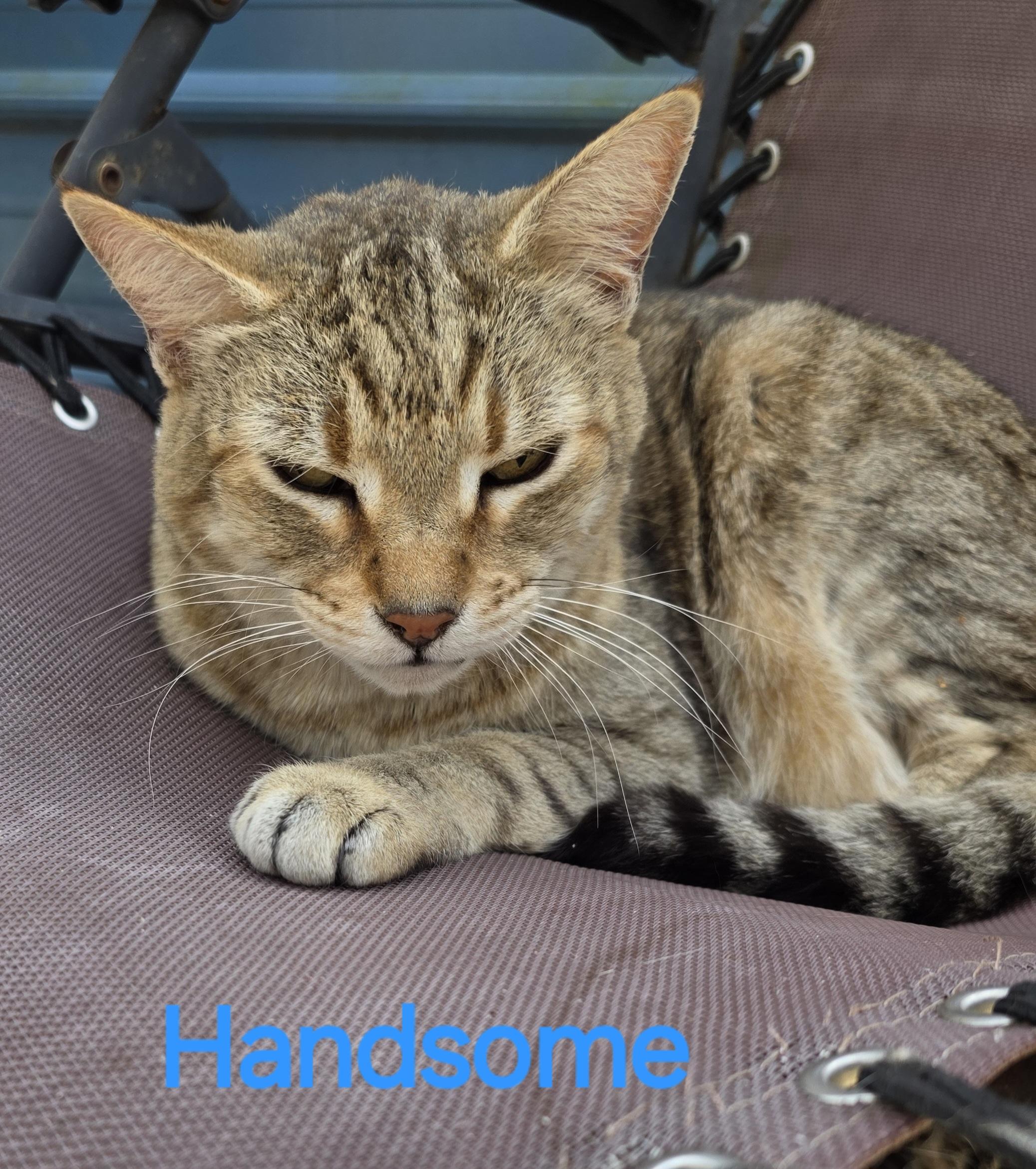 Enlarge Handsome, a Adoptable Tabby in Spring Hill, FL image 1/1