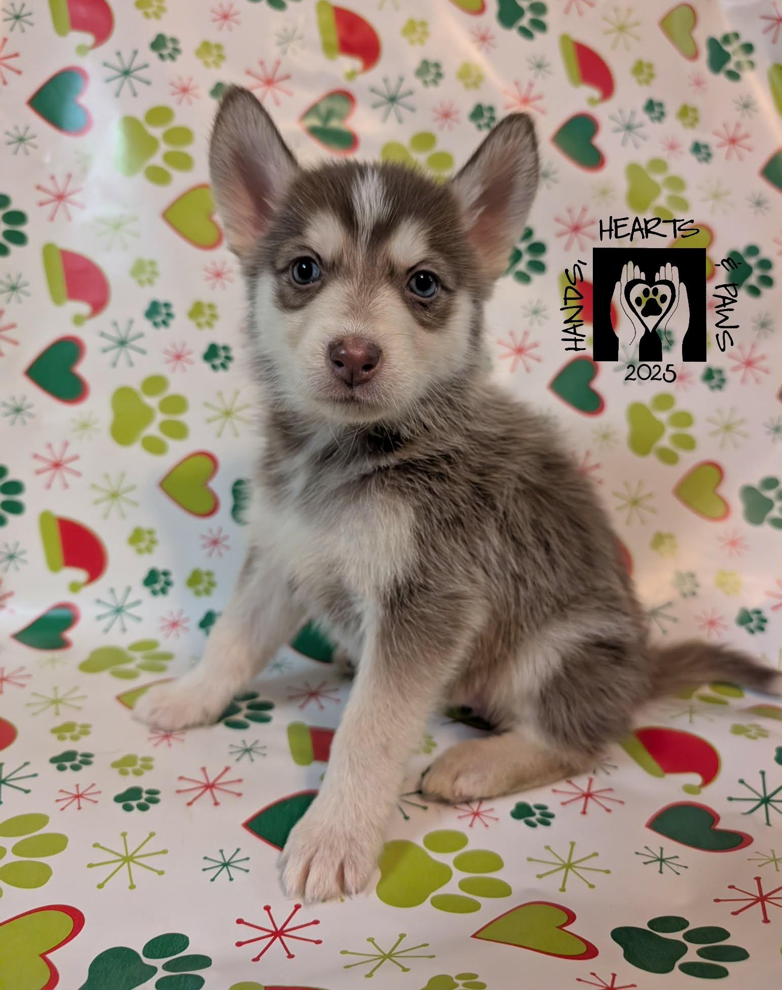 Gryla, Adoptable, Puppy Female Husky.