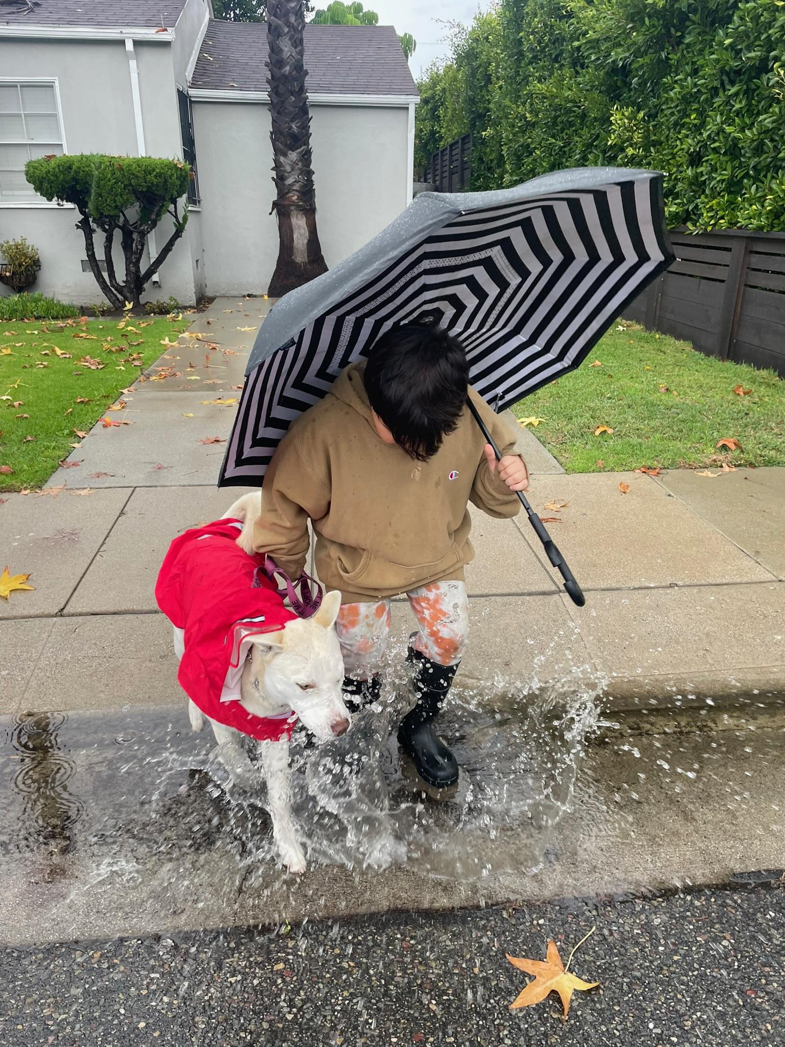 Enlarge Tala , a Adoptable Shepherd in Long Beach, CA image 4/6