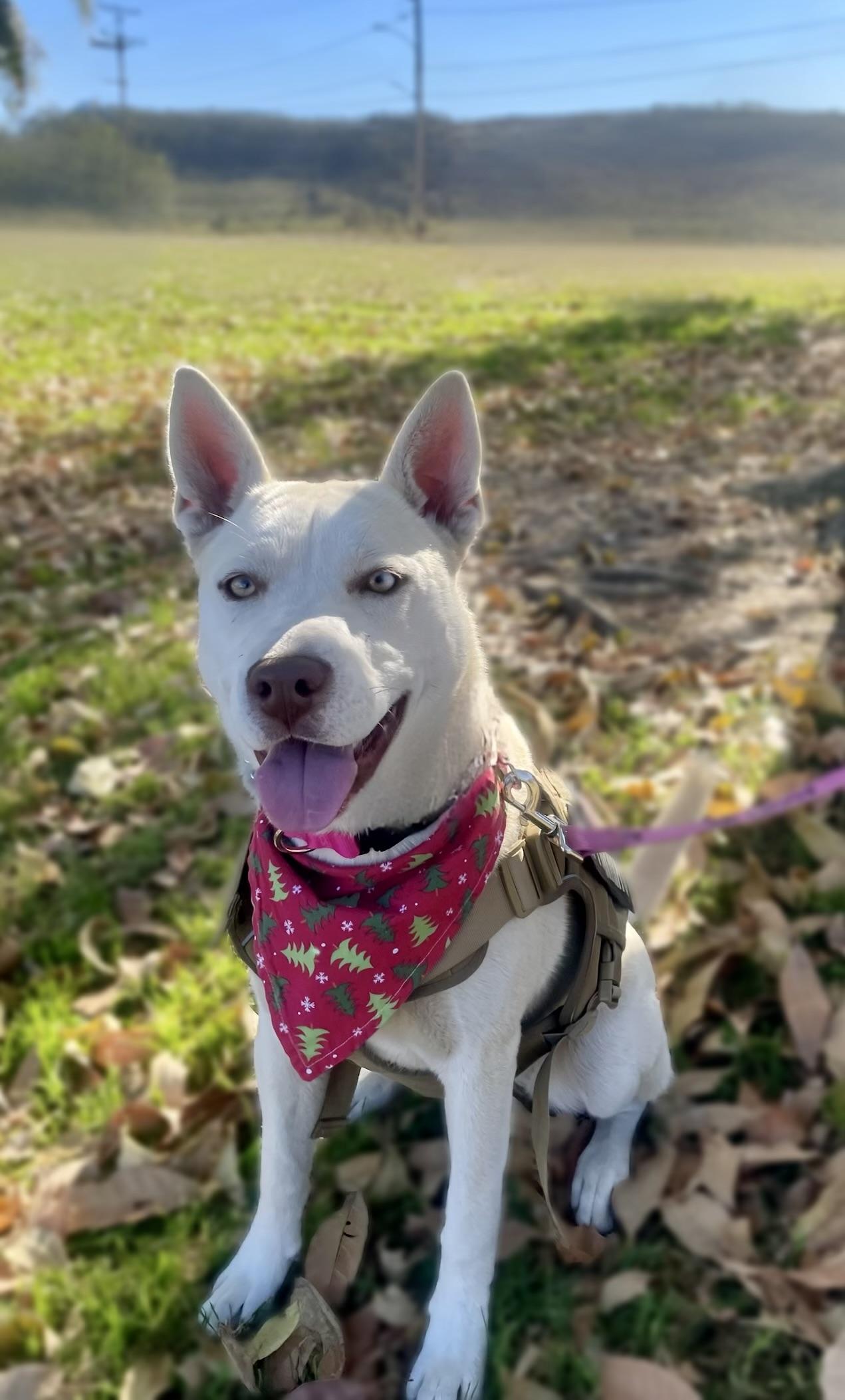 Enlarge Tala , a Adoptable Shepherd in Long Beach, CA image 6/6