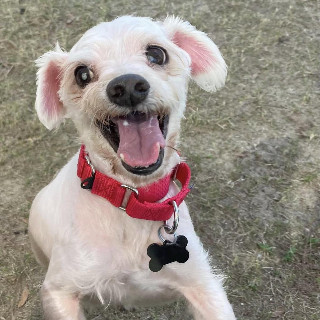 Herold, Adoptable, Senior Male Maltese.