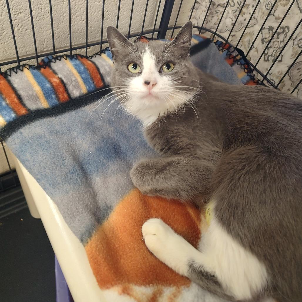 Boxley — thumbnail 2