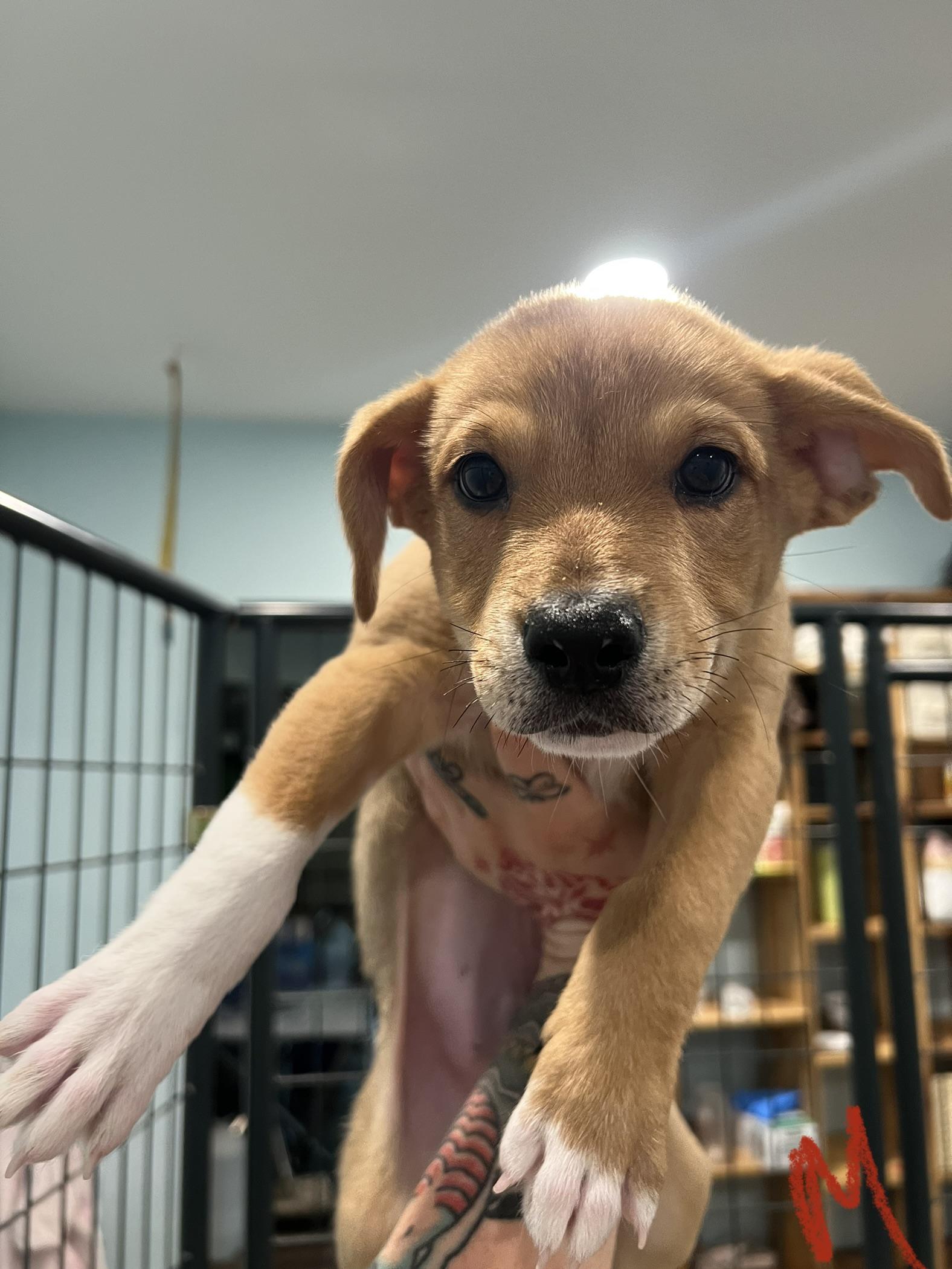 Parmesan, ADOPTABLE, Puppy Male Hound & Shepherd.