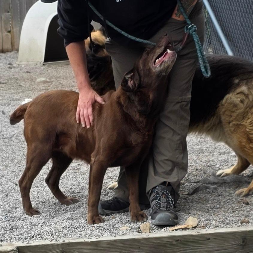Leia, a Adoptable Chocolate Labrador Retriever in Mount Shasta, CA image 2/5