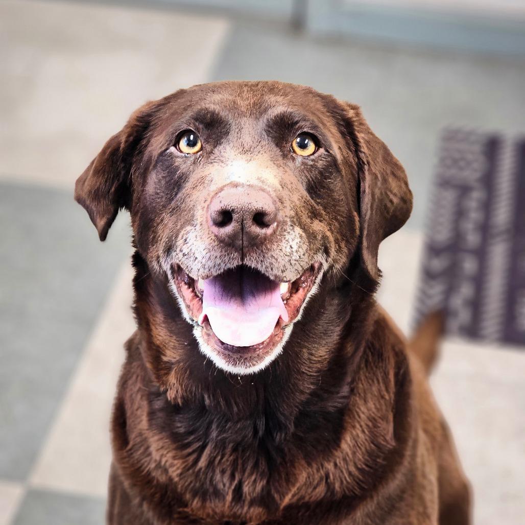 Leia, a Adoptable Chocolate Labrador Retriever in Mount Shasta, CA image 3/5