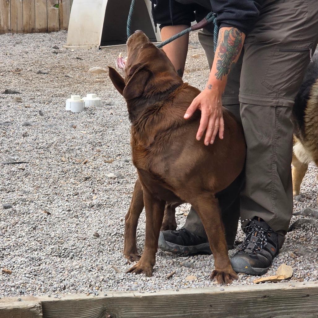 Leia, a Adoptable Chocolate Labrador Retriever in Mount Shasta, CA image 5/5