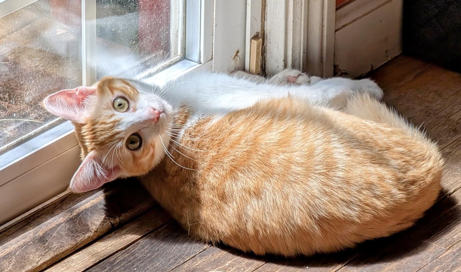 Soda, a ADOPTABLE Domestic Short Hair in San Francisco, CA image 3/3