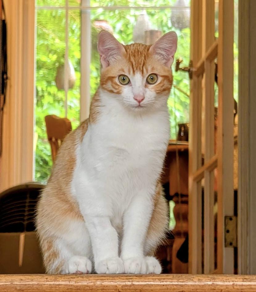 Soda, ADOPTABLE, Kitten Male Domestic Short Hair.