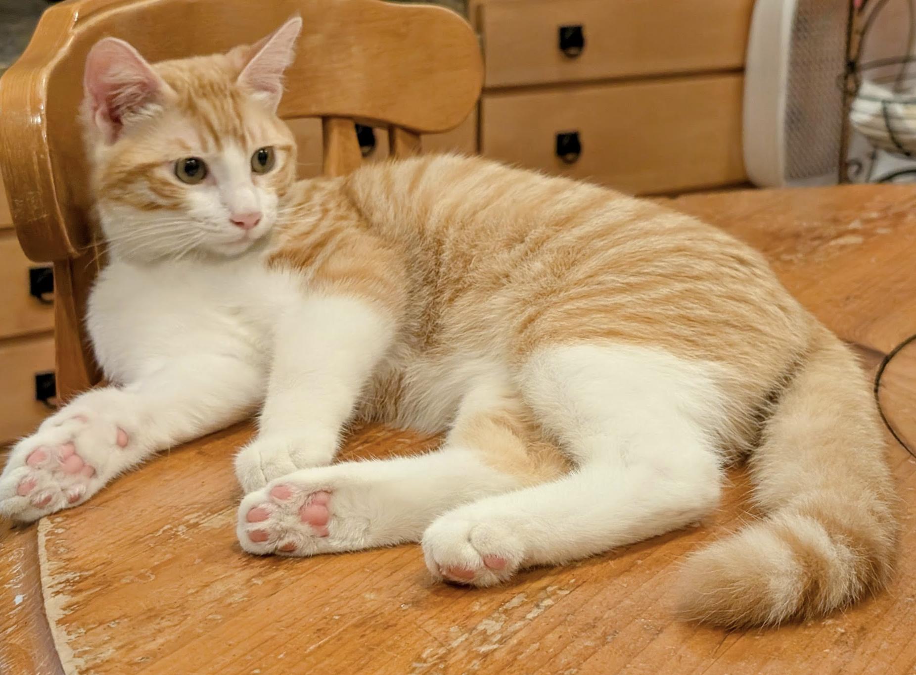 Soda, a ADOPTABLE Domestic Short Hair in San Francisco, CA image 2/3