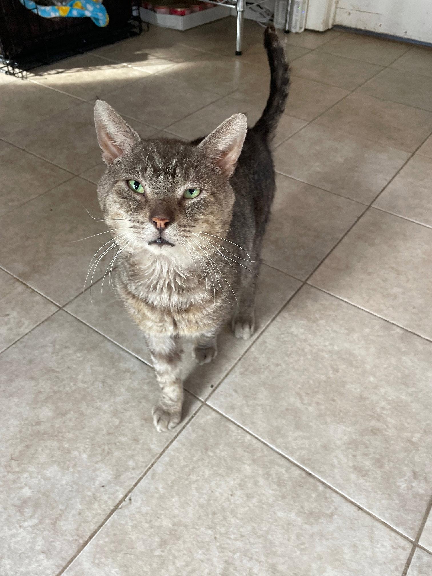 Enlarge Nugget, a Adopted mixed breed in Island Lake, IL image 2/3