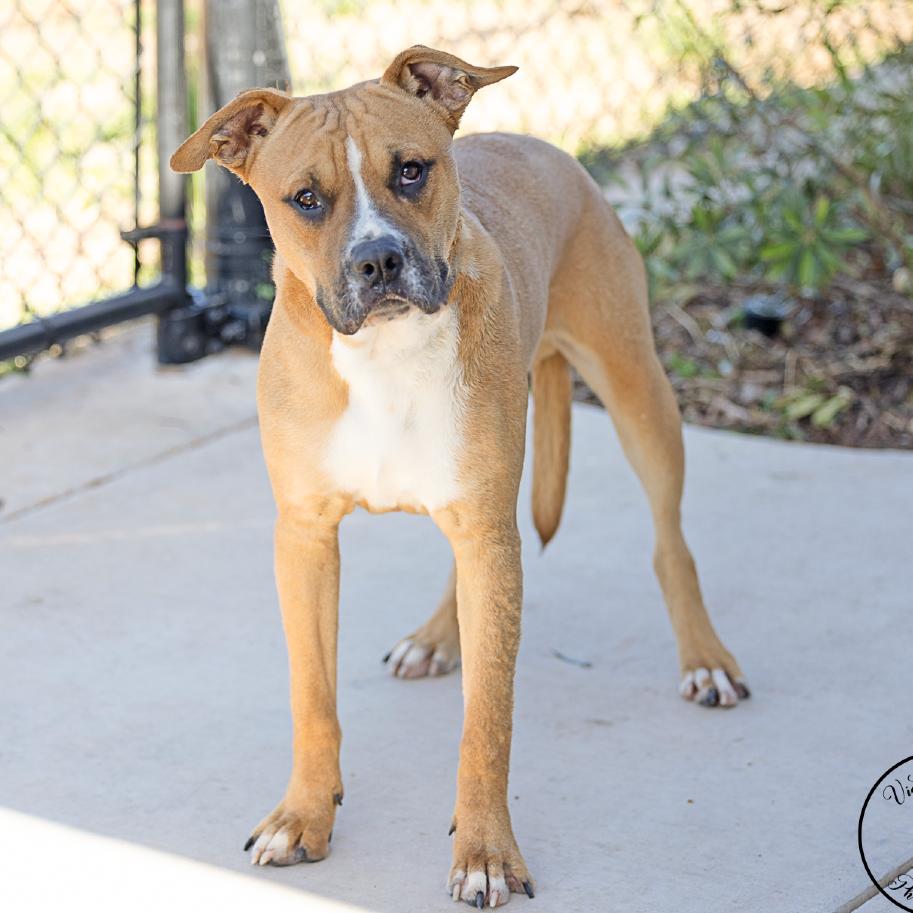 Enlarge Maxx, a Adoptable mixed breed in Abilene, TX image 1/3