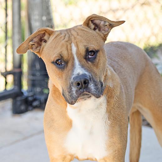 Enlarge Maxx, a Adoptable mixed breed in Abilene, TX image 2/3