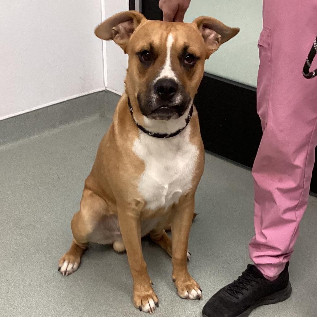 Enlarge Maxx, a Adoptable mixed breed in Abilene, TX image 3/3