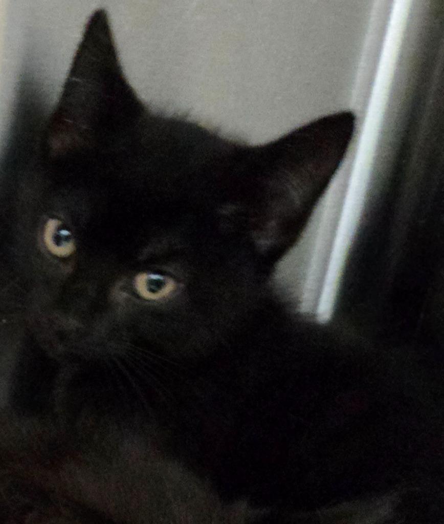 Enlarge Thickety, a Adoptable mixed breed in Mount Gilead, NC image 1/1
