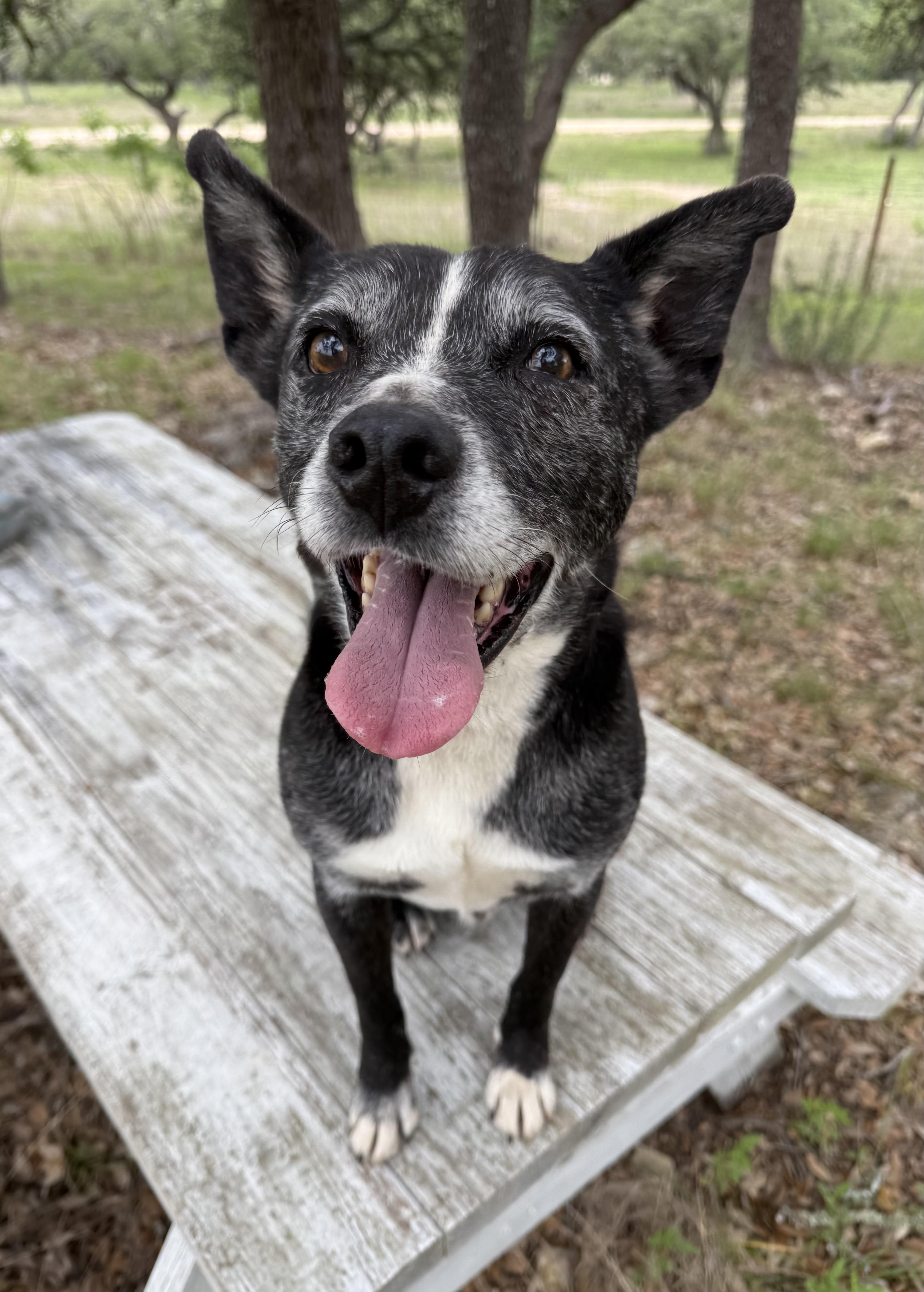 Lincoln Biscuit, Adoptable, Adult Male Schipperke.