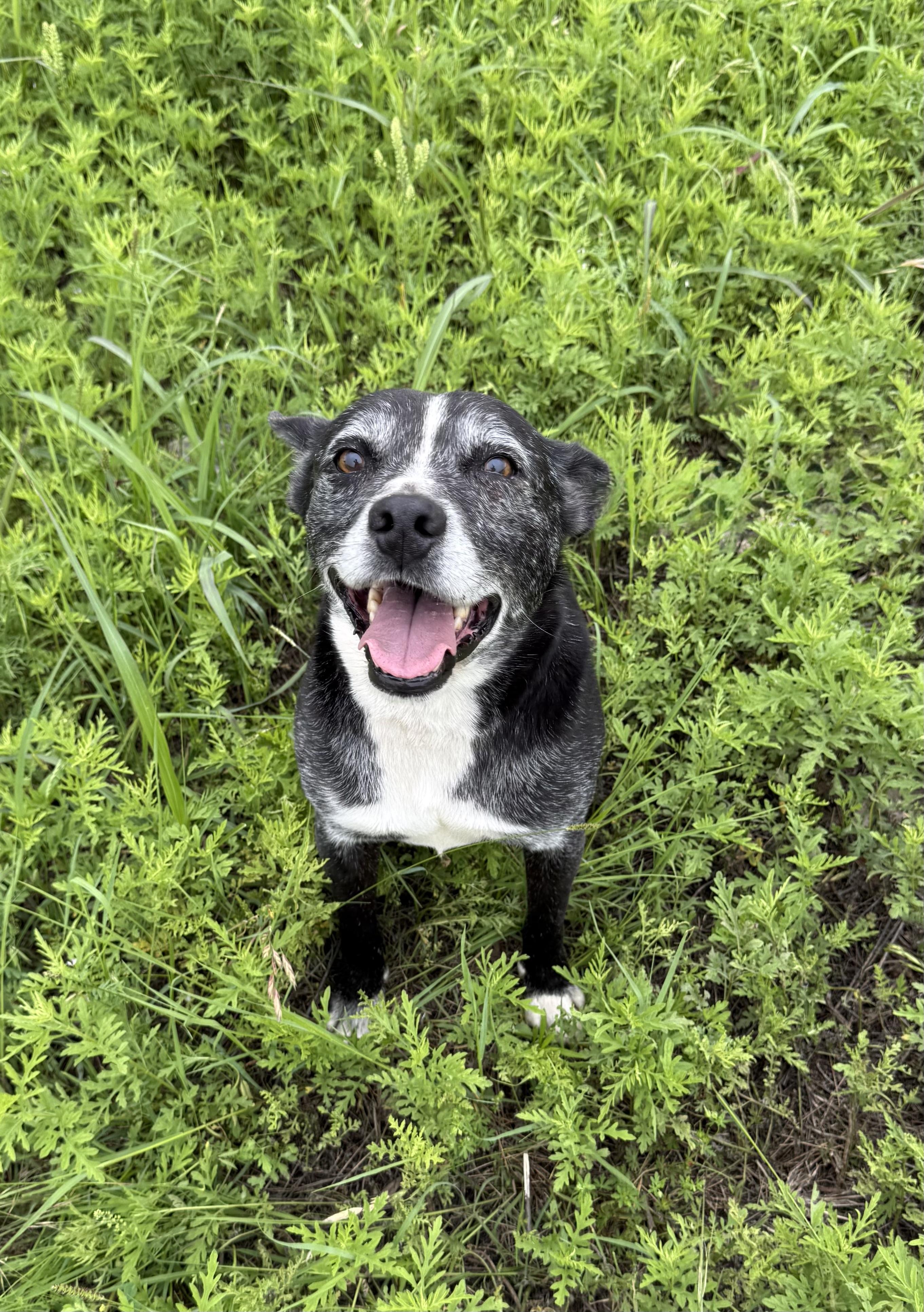 Lincoln Biscuit, a Adoptable mixed breed in Kerrville, TX image 2/5