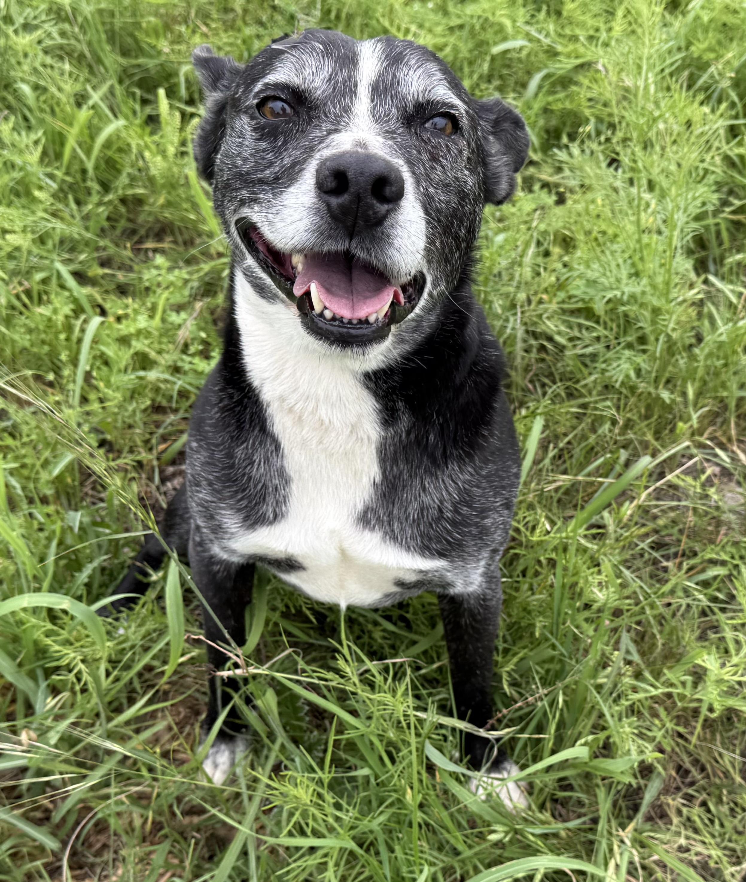 Lincoln Biscuit, a Adoptable mixed breed in Kerrville, TX image 5/5