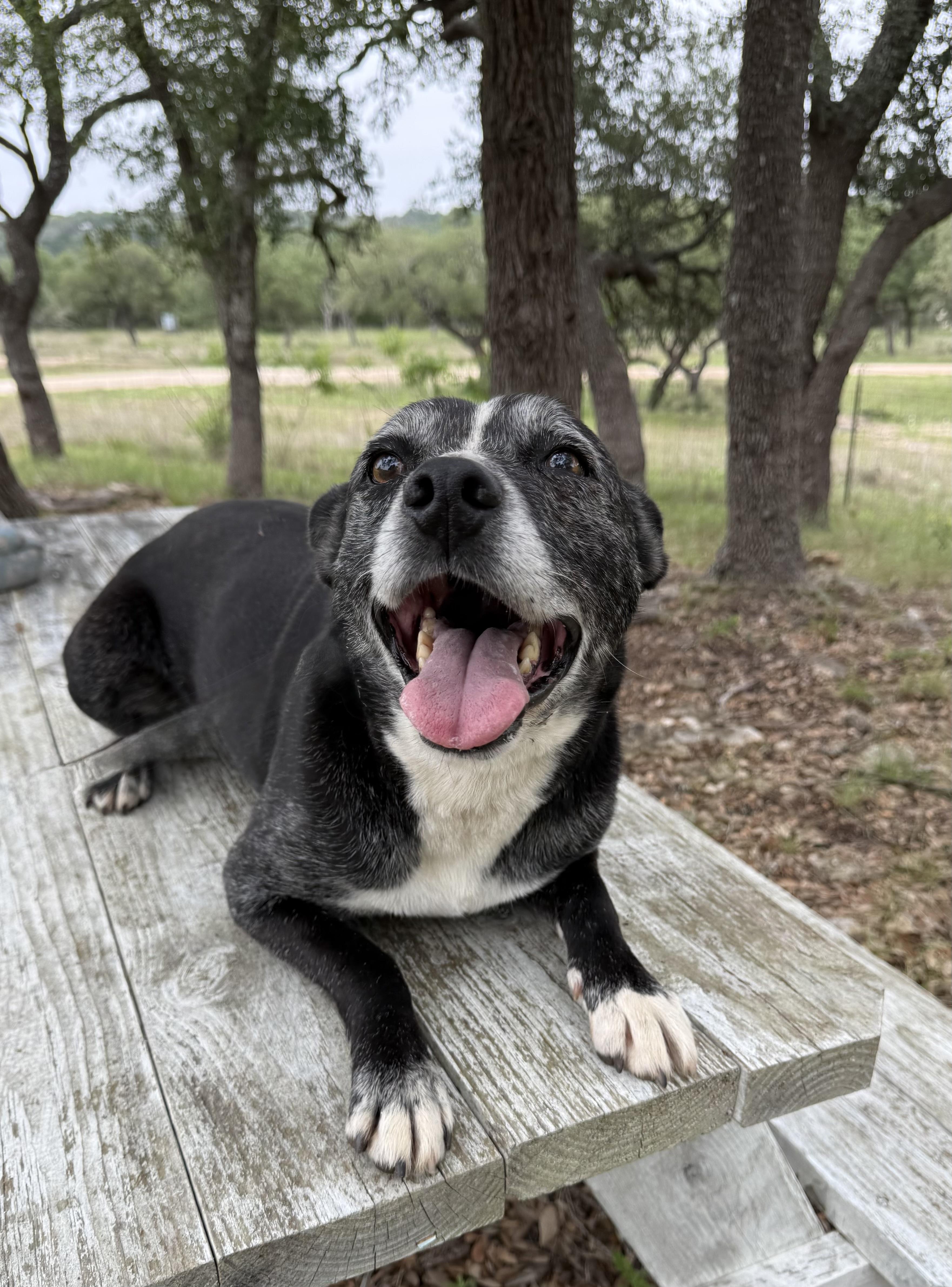 Lincoln Biscuit, a Adoptable mixed breed in Kerrville, TX image 4/5