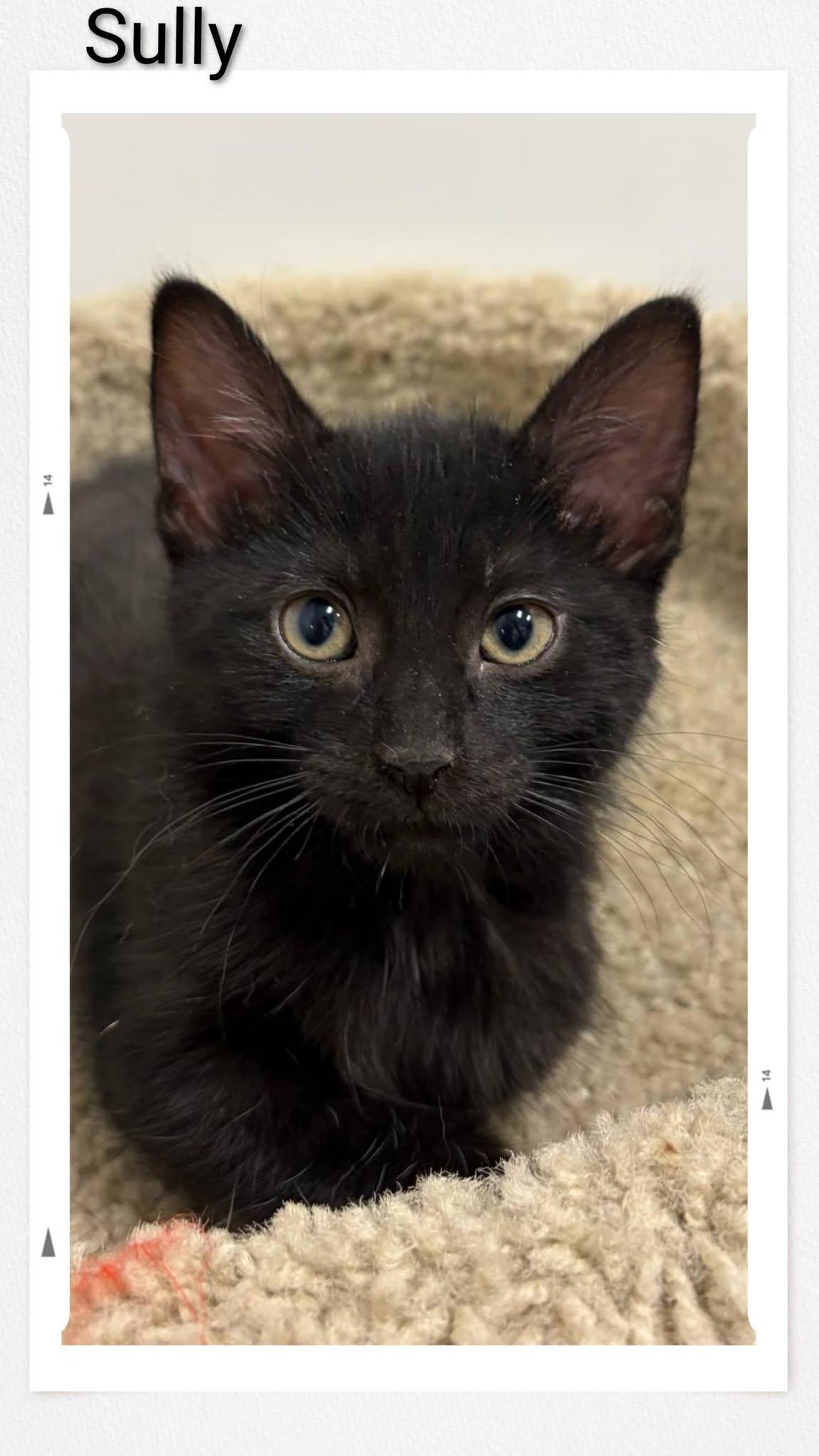 Enlarge Sully, a Adoptable Domestic Short Hair in Caistor Centre, ON image 1/1