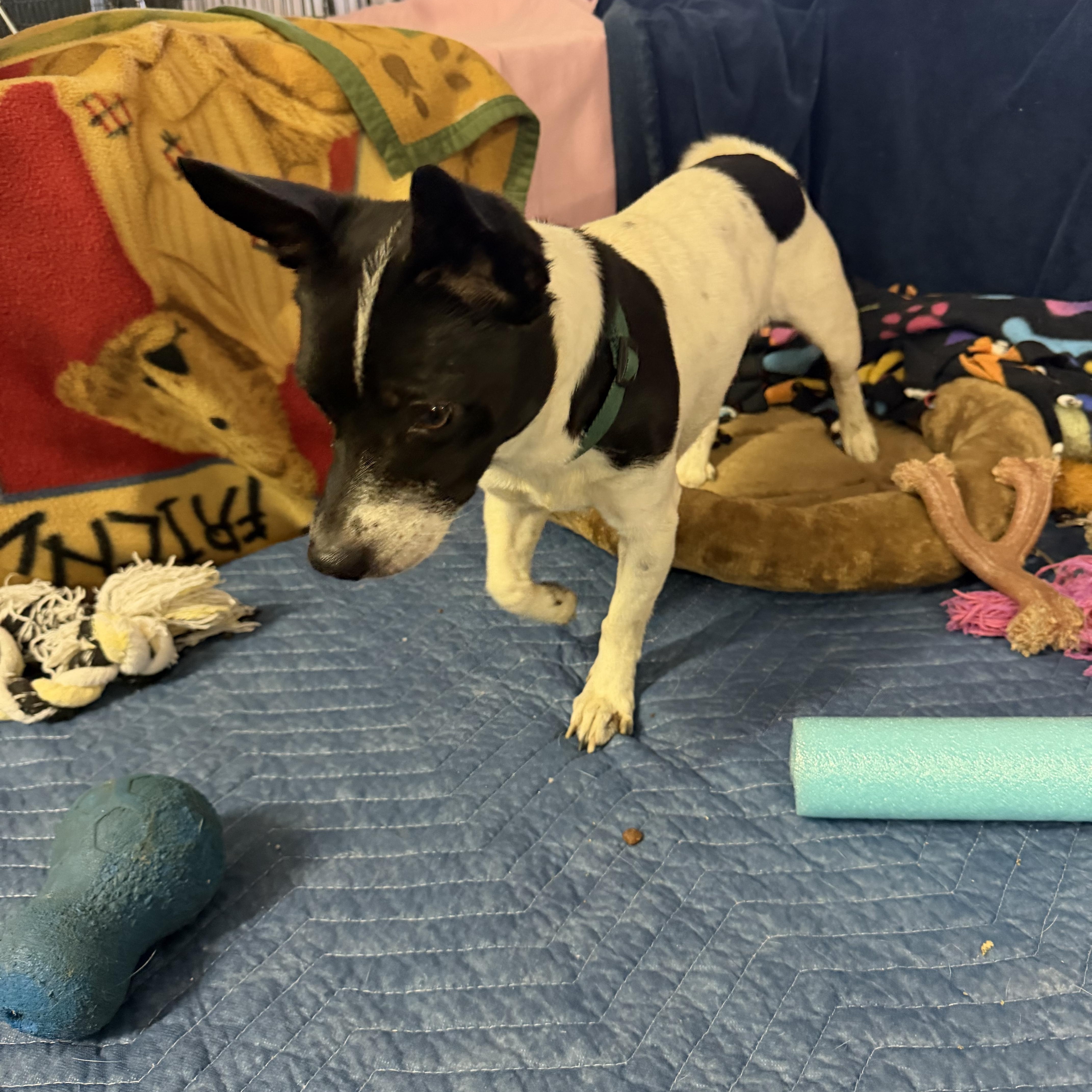 Enlarge Bandit. -, a Adoptable mixed breed in Muldrow, OK image 3/3