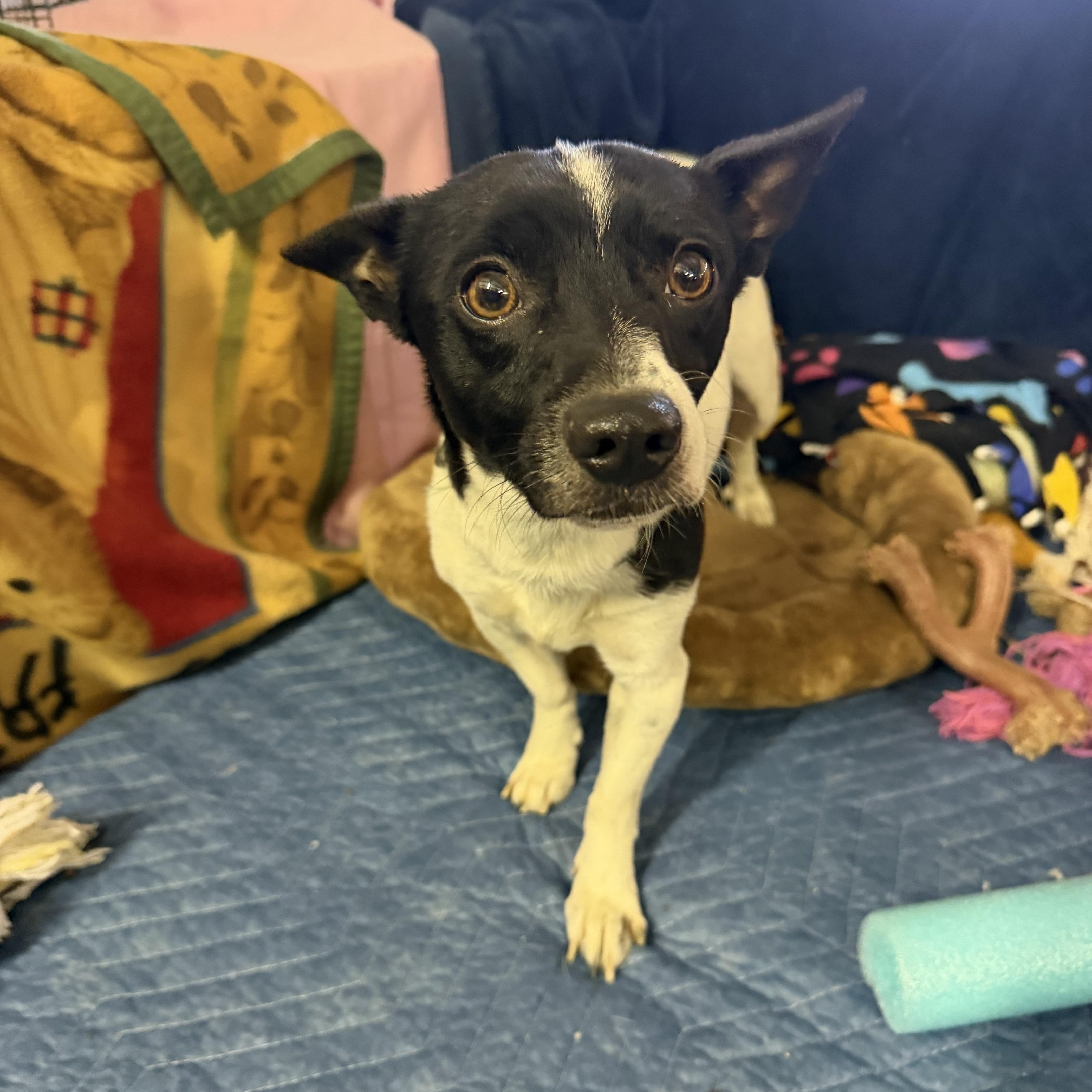 Enlarge Bandit. -, a Adoptable mixed breed in Muldrow, OK image 2/3