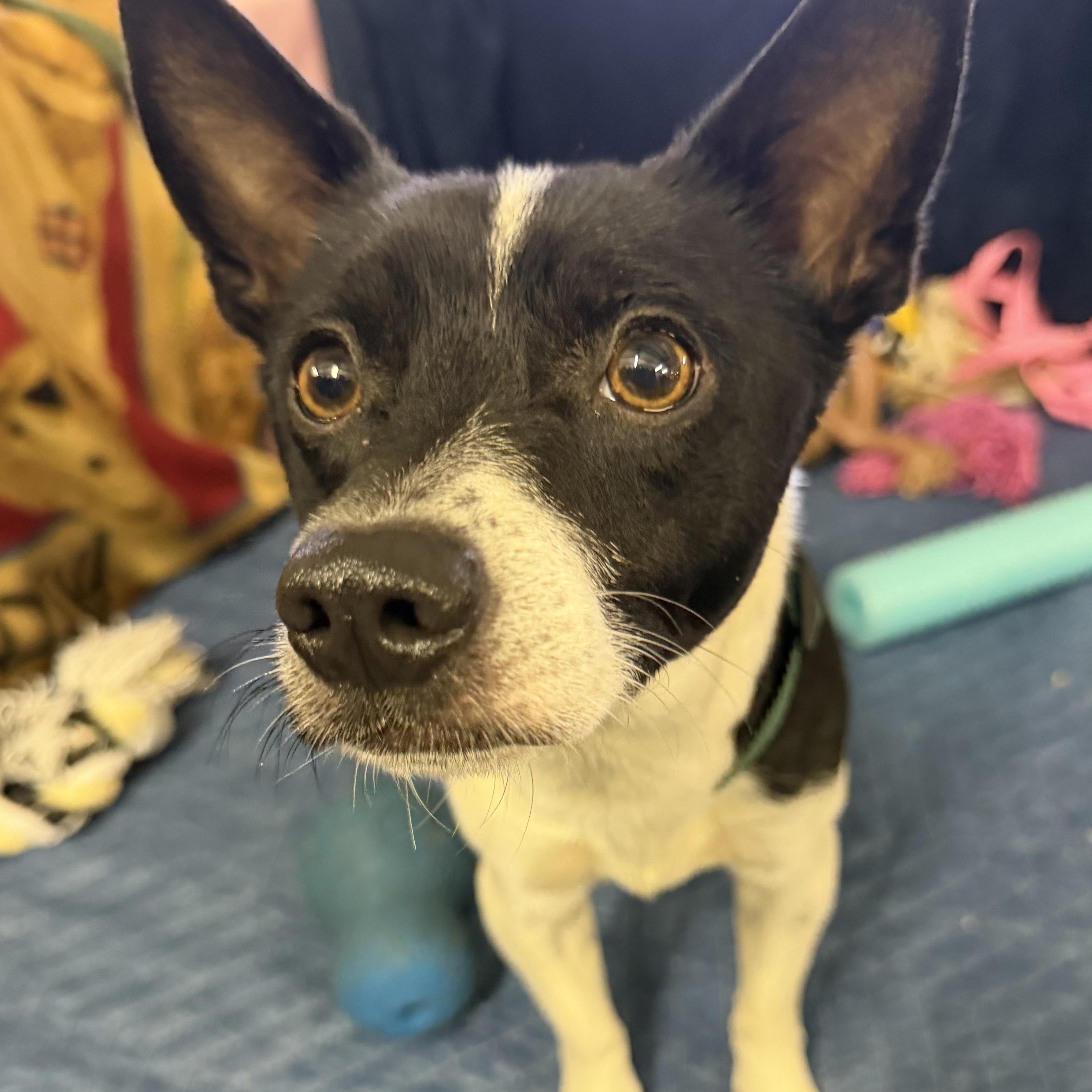 Enlarge Bandit. -, a Adoptable mixed breed in Muldrow, OK image 1/3