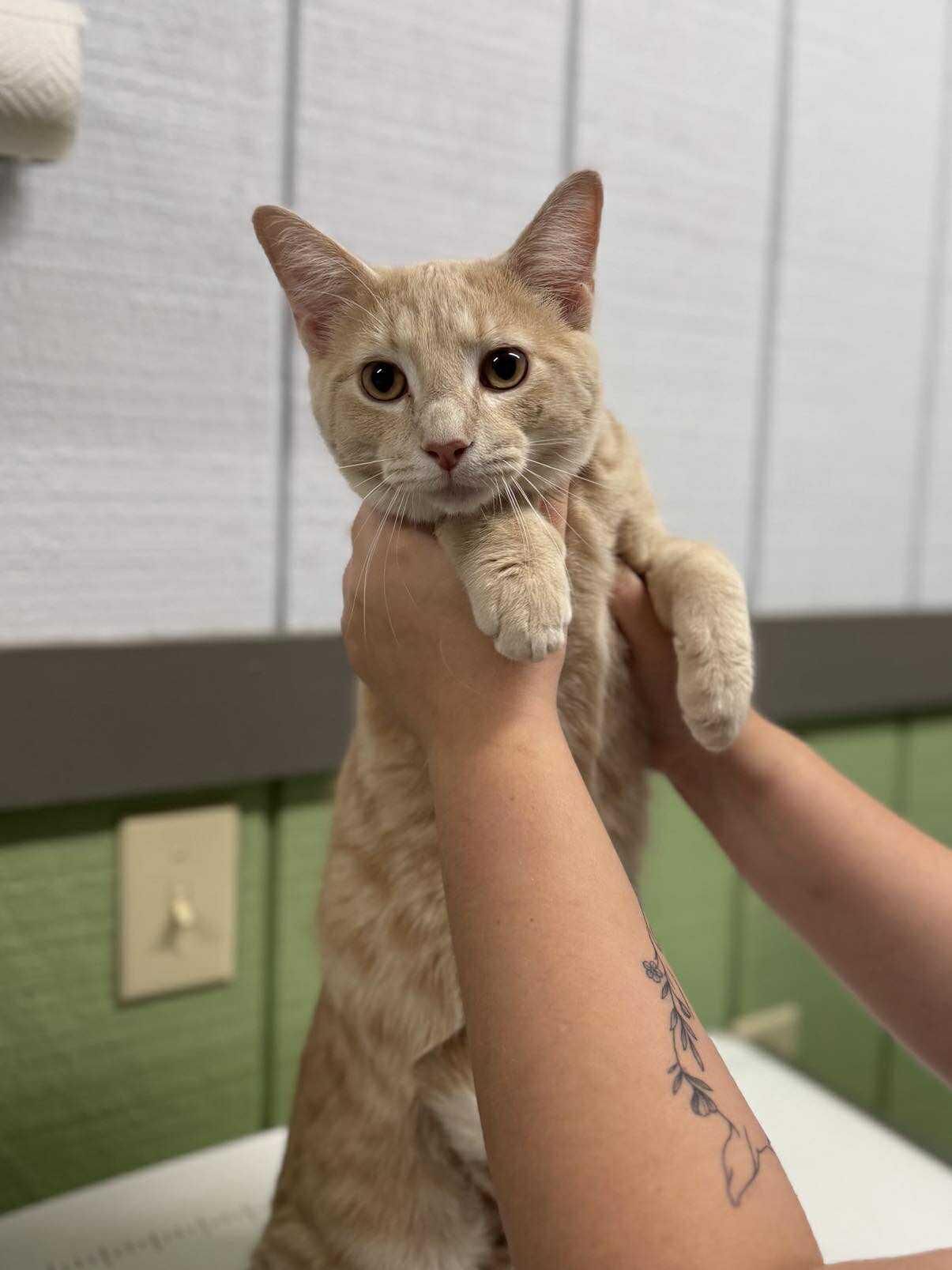 Enlarge Snicker Dood (Fully Sponsored!), an adopted Domestic Short Hair in Leitchfield, KY image 1/1